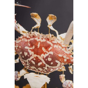 Crabe éclaté sous globe ovale, avec base laiton 2