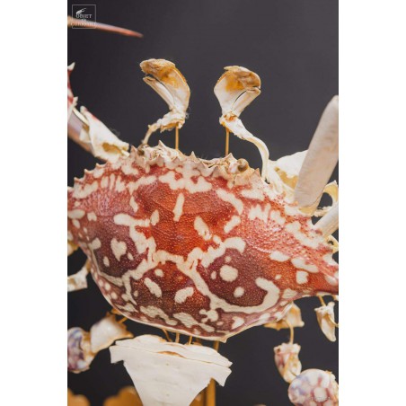Fragmented crab under glass display