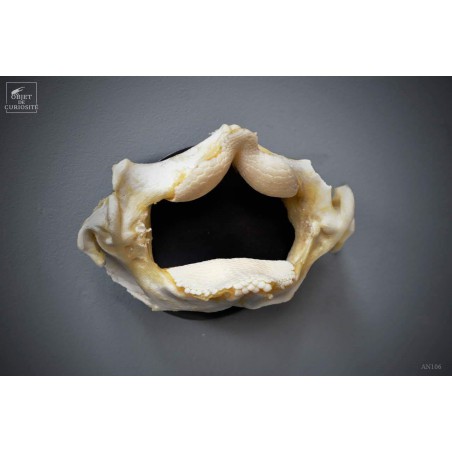 Machoires de raie DASYATIS SEPHEN  en trophée