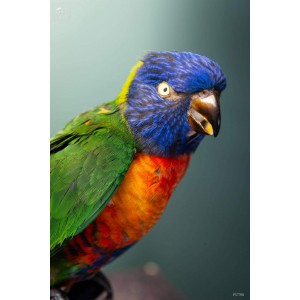 Rainbow lorikeet (Trichoglossus moluccanus) 2