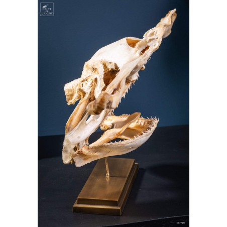 crâne de requin marteau sur laiton