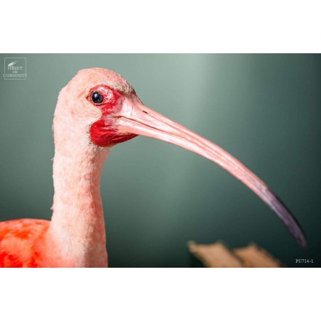 Taxidermy of Scarlet Ibis on black base