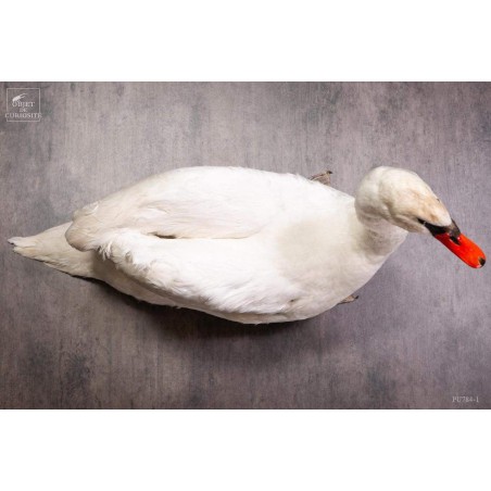 Taxidermie de CYGNE visible show room Paris