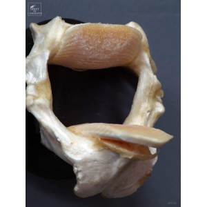 Machoires de raie RHINOPTERA BONASUS en trophée 2