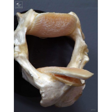 Machoires de raie RHINOPTERA BONASUS en trophée