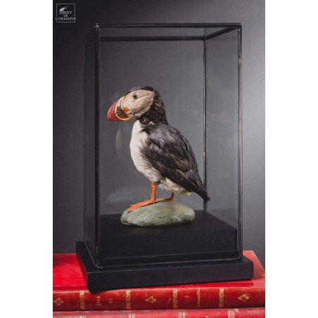Macareux moinetaxidermie sous globe carré