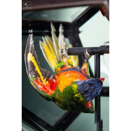 Loriquets à tête bleue dans globe à facettes