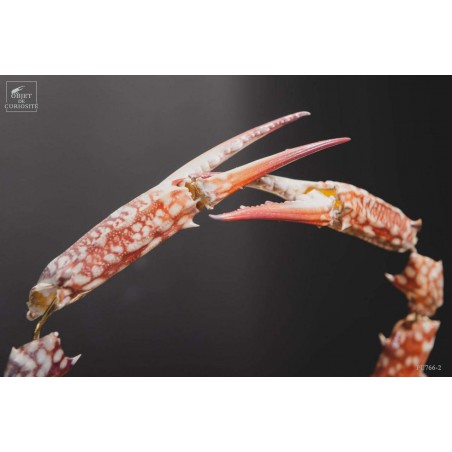 Fragmented crab under glass display