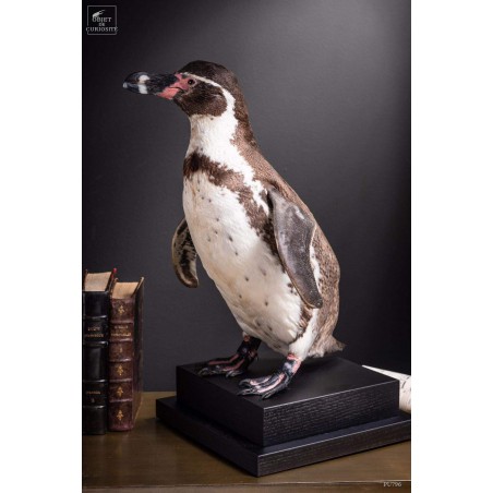 Humboldt Penguin taxidermy