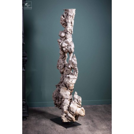 Roots of longan on black base