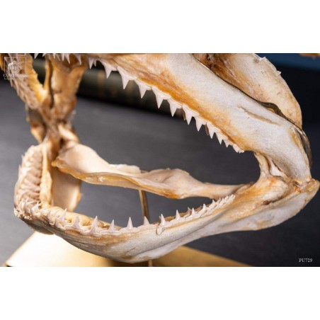 crâne de requin marteau sur laiton