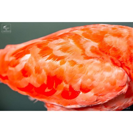 Taxidermy of Scarlet Ibis on black base