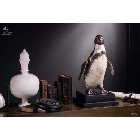 Humboldt Penguin taxidermy