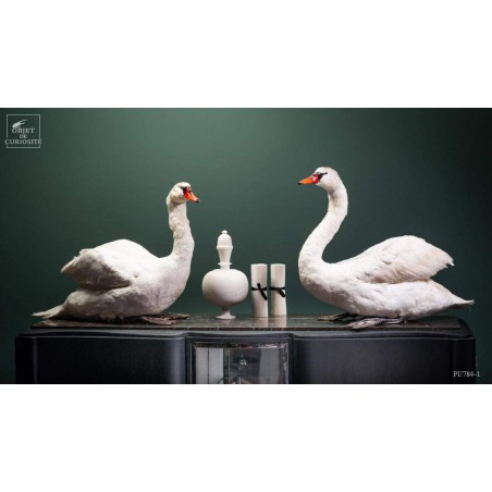 Taxidermie de CYGNE visible show room Paris