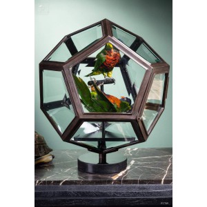 2 Rainbow lorikeet in brass display glass box