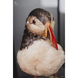 Atlantic puffin stuffed under glass 2