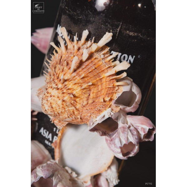 Déchet de la mer: bouteille avec spondyle, base laiton Déchet de la mer: bouteille avec spondyle, base laiton