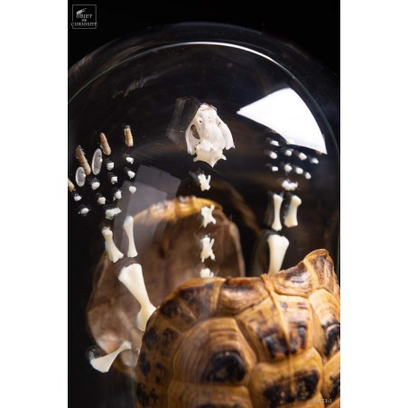Eclaté  de tortue terrestre de Horsfield