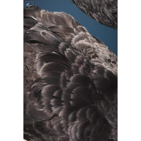 Cygne noir empaillé -CYGNUS ATRATUS-