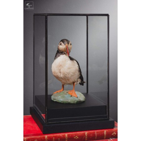 Macareux moinetaxidermie sous globe carré
