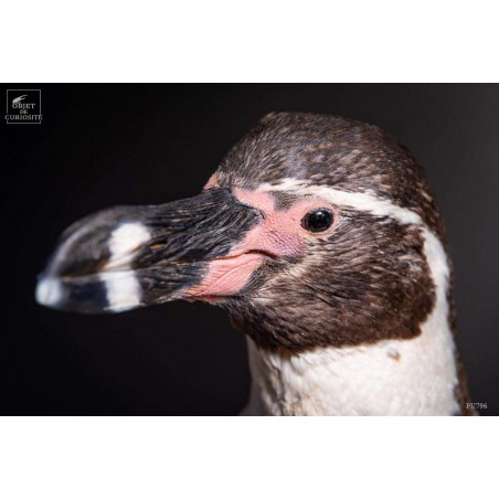 Humboldt Penguin taxidermy