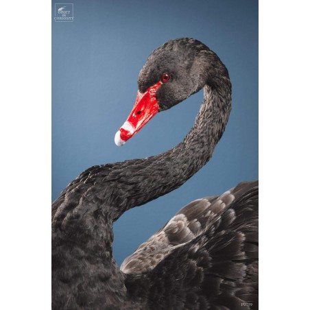 Cygne noir empaillé -CYGNUS ATRATUS-