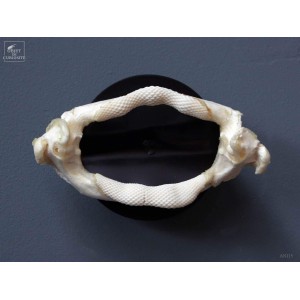 Ray Guitarfish jaw, wallmount 2