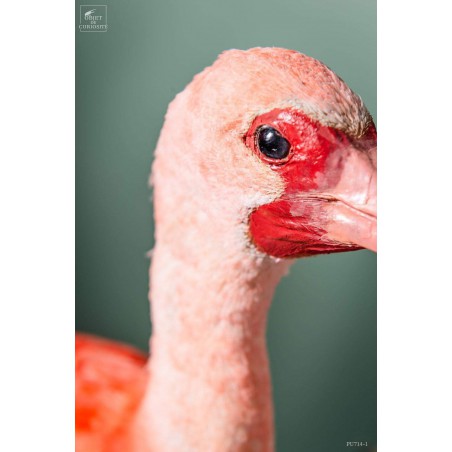 Taxidermy of Scarlet Ibis on black base