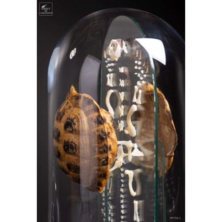 Eclaté  de tortue terrestre de Horsfield