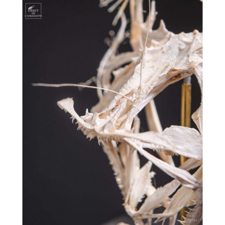 Angler fish skeleton under square glass