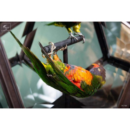 Loriquets à tête bleue dans globe à facettes