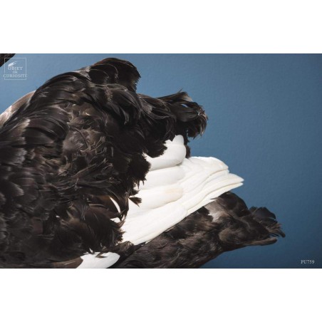 Cygne noir empaillé -CYGNUS ATRATUS-