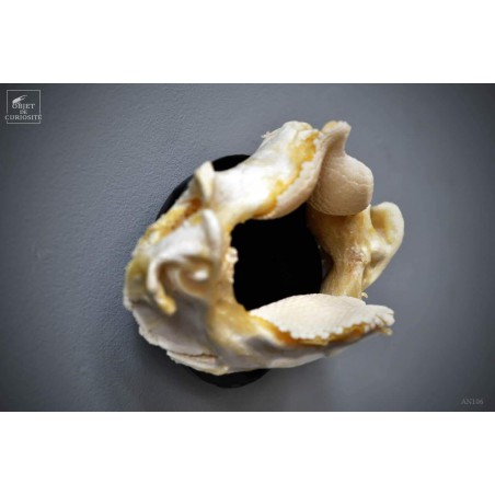 Machoires de raie DASYATIS SEPHEN  en trophée