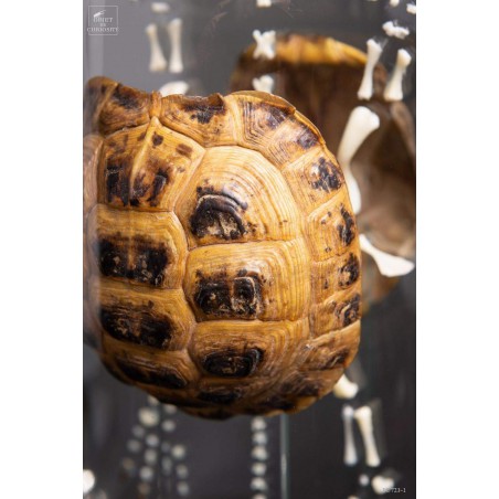 Eclaté  de tortue terrestre de Horsfield