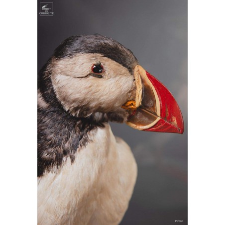 Macareux moinetaxidermie sous globe carré