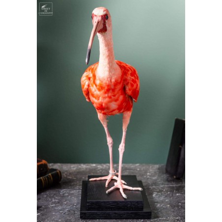 Taxidermy of Scarlet Ibis on black base