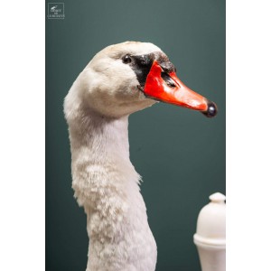 SWAN taxidermy VISIBLE AT Paris show room 2