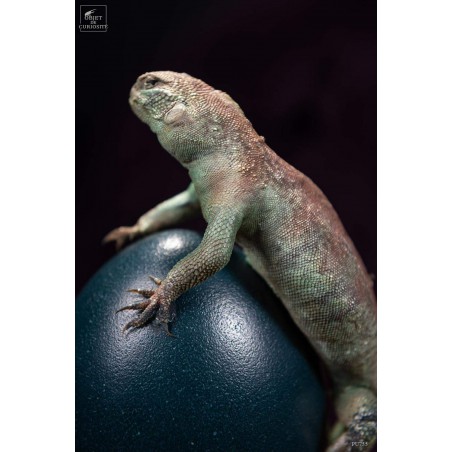 Lézard UROMASTYX OCELLATA du Soudan sur oeuf d'émeu