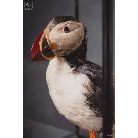 Macareux moinetaxidermie sous globe carré