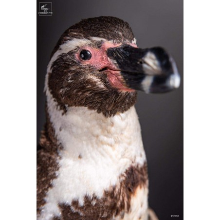 Humboldt Penguin taxidermy