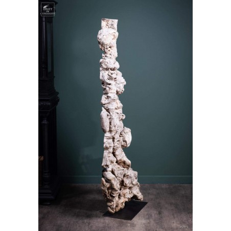 Roots of longan on black base