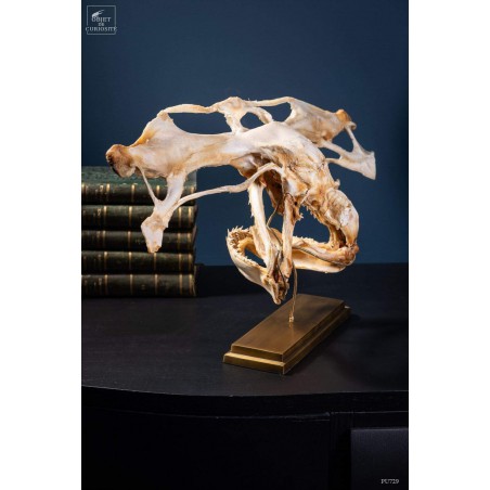 crâne de requin marteau sur laiton