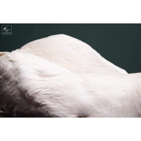 Taxidermie de CYGNE visible show room Paris
