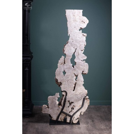 Roots of longan on black base