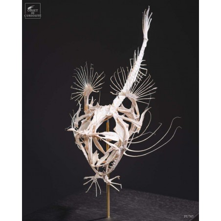 Angler fish skeleton under square glass