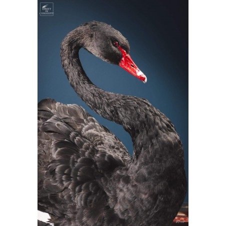 Cygne noir empaillé -CYGNUS ATRATUS-