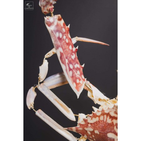 Fragmented crab under glass display
