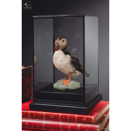 Macareux moinetaxidermie sous globe carré