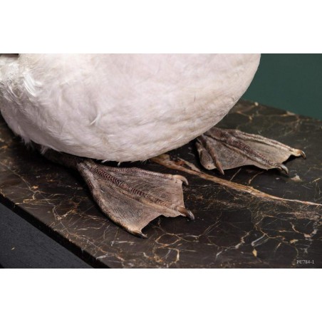 Taxidermie de CYGNE visible show room Paris