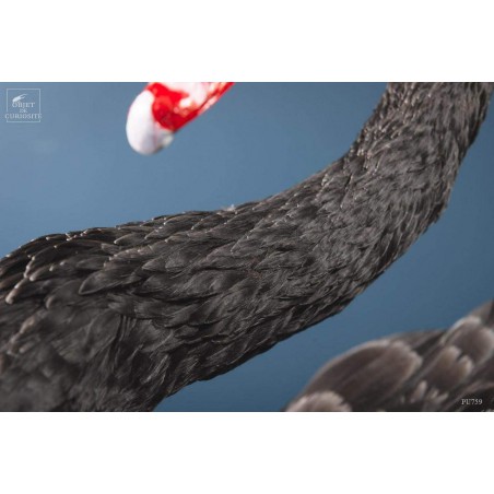 Cygne noir empaillé -CYGNUS ATRATUS-